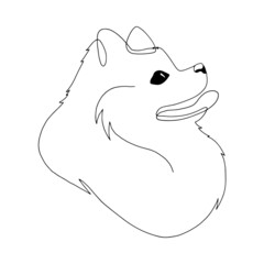 Isolated vector portrait of a spitz dog, line art style