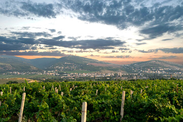 Fototapeta premium mountain plantation of agriculture farm of organic eco plants