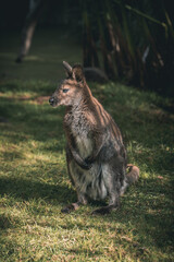 animal, canguro, mamífero, zoológico, fauna