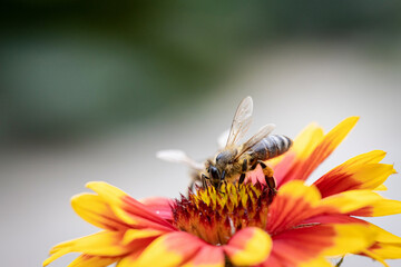 Bee on a orange flower collecting pollen and nectar for the hive