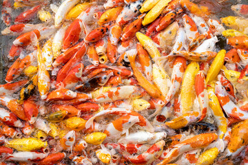 a lot of  fancy carp