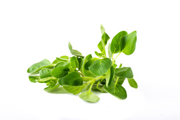 Obraz premium Fresh oregano (origanum vulgare) on white background.