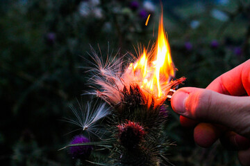 brennende Distelblume + Feuerzeug