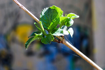 spinnenweben bedecktes Blatt + Ast vor Graffitiwand 