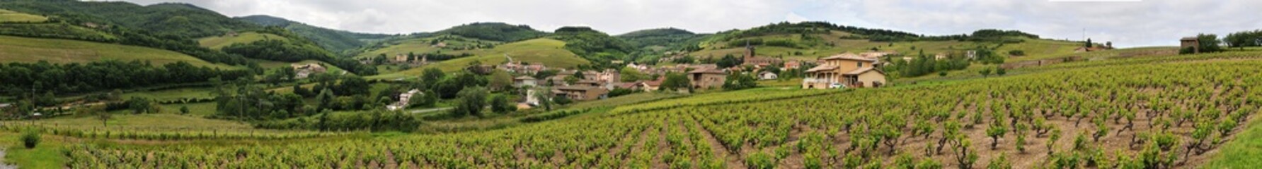 Fototapeta na wymiar Panorama des vignes près de Jullié dans le Rhône Auvergne-Rhône-Alpes France 