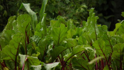leaves in the garden