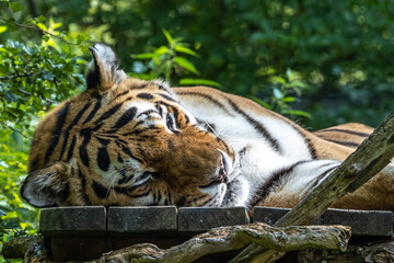 The Siberian tiger,Panthera tigris altaica in a park