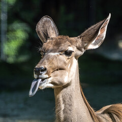 The common eland sticking its tongue out. Taurotragus oryx is a savannah antelope
