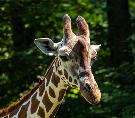 The giraffe, Giraffa camelopardalis is an African mammal