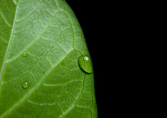 water drop on green leaf with black background