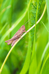 Grasshopper - konik polny © Karolina Kleban