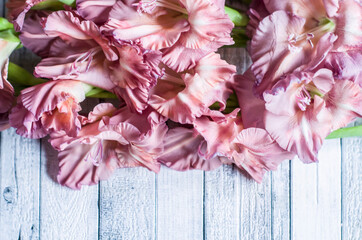 Gladiolus powder color ash pink on a gray textured wooden background.