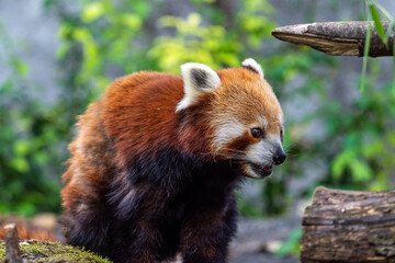 The red panda, Ailurus fulgens, also called the lesser panda.