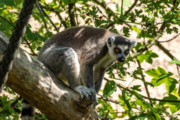 The ring-tailed lemur,Lemur catta with white ringed tail is the most known lemur