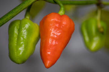 unripe 7 pot douglah chili pepper