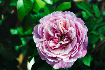 Beautiful Pink rose flower in the garden