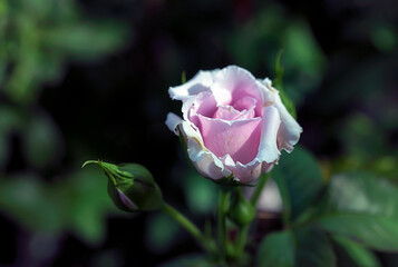 Fototapeta premium Beautiful Pink rose flower in the garden