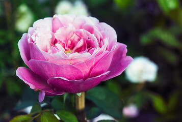 Beautiful Pink rose flower in the garden