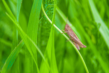 Grasshopper - konik polny © Karolina Kleban