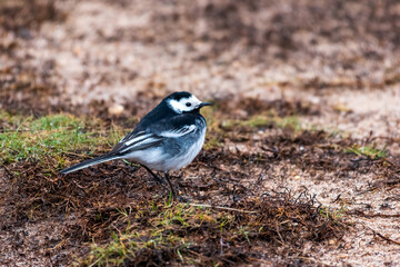 wagtail