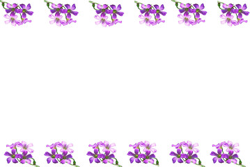 purple flowers on a white background , frame or space  for  text design concept