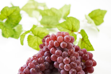 葡萄デラウェアの実を白バックで