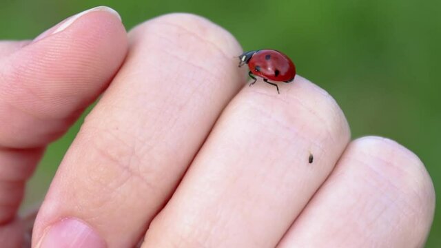 Close up of a ladybug moving in a girl's hand. The ladybug left she's excrement (shit) on the girl's finger. Green summer background.