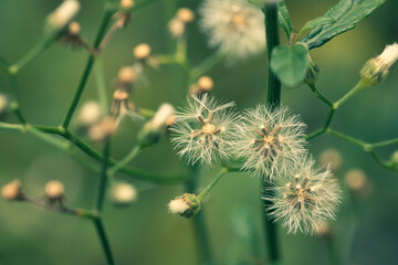Ecological nature image: plants dandelions,Flowering grass in the garden. Back ground blurred.green background. There is an empty copy space to insert some text or image. Can be used as a wallpaper or