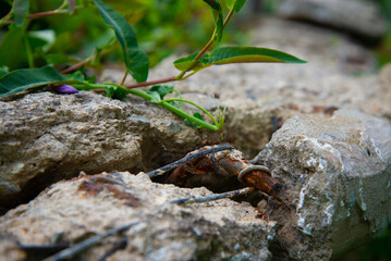 green sprout on destroyed concrete, rusty wire closeup