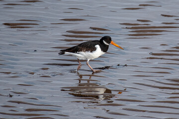 oystercatcher