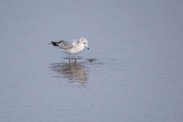 seagull on the beach