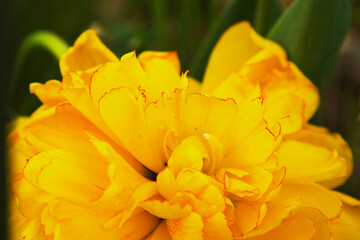 Close up of yellow tulip