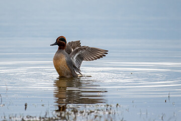 duck in water