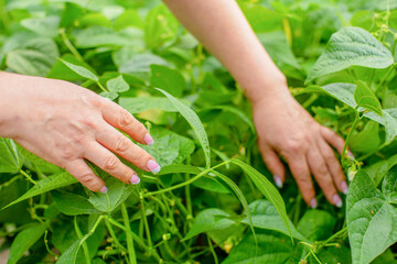 Harvest green beans organic vegetable garden. Farmer hand picking up ripe Yardlong beans at agricultural field