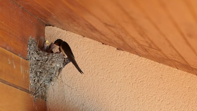 swallow giving food to her cubs in slow motion