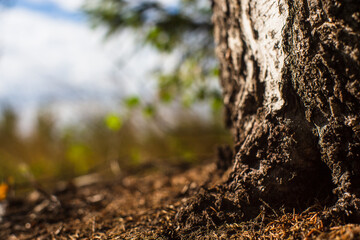 Bottom of a tree at the edge of a forest on a sunny summer day. Foreshortening from the ground. Copy space.