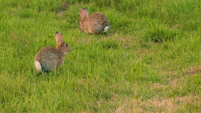 Wild rabbits eating grass in a field. Green grassland pasture. Wild bunny in rural agriculture area. Green meadow in countryside. Static shot, slow motion, shallow depth of field