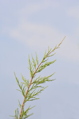 Four-stamen tamarisk