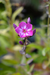 Fototapeta premium Perennial phlox