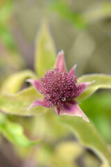 Bee balm