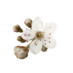Beautiful fresh cherry blossoms isolated on white