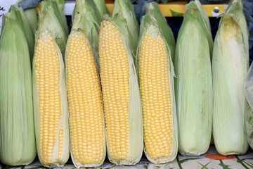 Raw corn cob with corn husk
