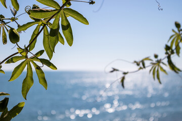 plant on blurred sea background