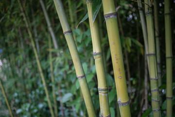 Fototapeta premium background bamboo green grove nature