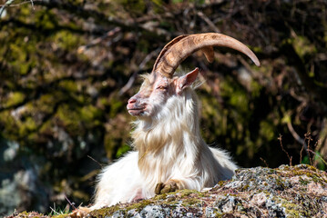 mountain goat in the forest