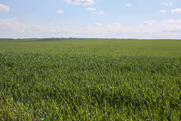 landscape view of green wheat field