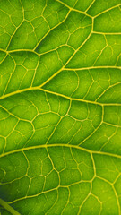 Fresh plant leaf close-up in the sun. Mosaic pattern of green cells and yellow veins. Vertical abstract background on a floral theme. Mobile phone wallpaper. Horseradish leaf. Macro