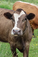 Cows on a green pasture. Close-up.