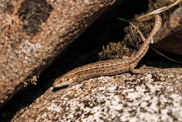 lizard on the stone