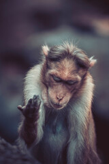 portrait of a macaque